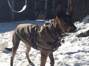 Dog Vest Hundeweste