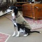 Dog Vest Hundeweste