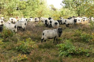 Heidschnuckenfell aus d Lüneburger Heide